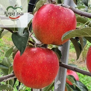 삽당령사과,GAP인증 꿀사과 부사 5kg 19과