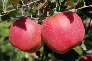 삽당령사과,(삽당령사과) 가정용 부사 사과 5kg 19과 강원도 정선 임계 경계 강릉 고랭지 삽당령 박봉서