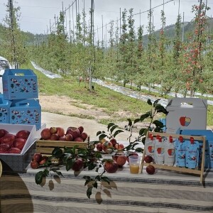 삽당령사과,(삽당령사과) 가정용 부사 사과 5kg 19과 강원도 정선 임계 경계 강릉 고랭지 삽당령 박봉서