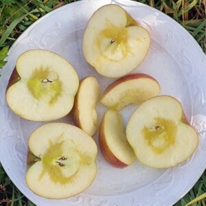 삽당령사과,선물용사과 부사 5kg 19과